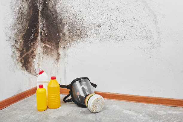 Best Local Mold Removal Service  in Central City, PA