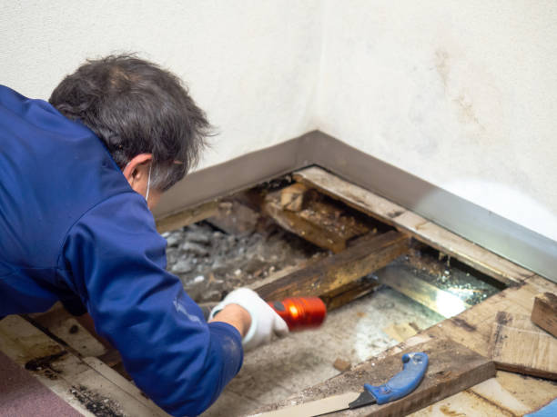 Best Mold Removal Company Near Me  in Central City, PA