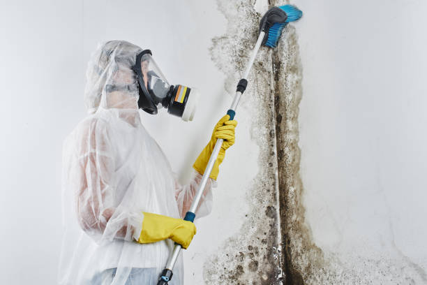 Reliable Central City, PA Mold Removal Solutions