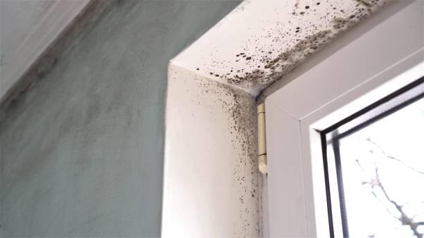 Trusted Central City, PA Mold Removal Experts