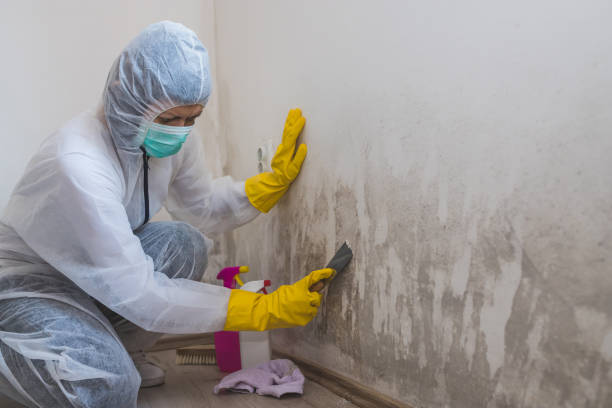 Best Office Mold Removal Services  in Central City, PA