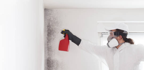 Best Mold Damage Repair  in Central City, PA
