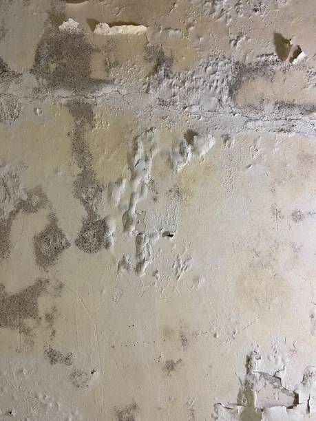 Attic Mold Removal in Central City, PA