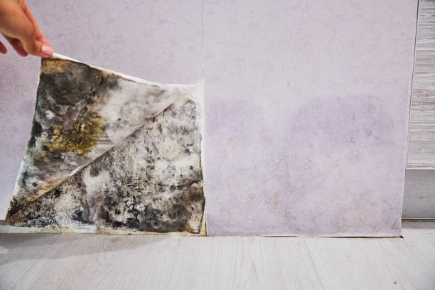 Best Mold Removal Company Near Me  in Central City, PA